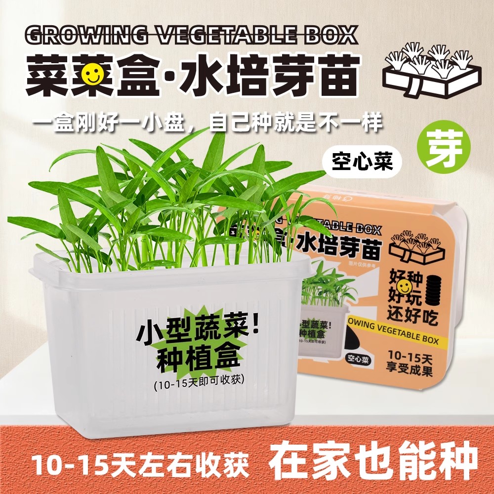 儿童植物种植盆栽盲盒水培植物生长观察盒科学小实验小学生小礼品
