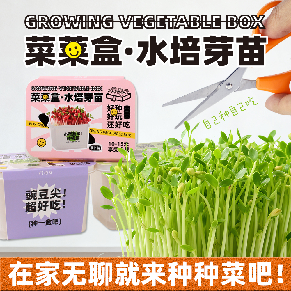 儿童植物观察盒自种蔬菜绿豆芽生长种植水培盆栽幼儿园实验作业