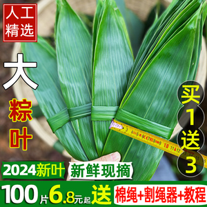 粽叶免邮新鲜大100片新鲜粽子叶包粽子干叶特大号棕叶批发端午节