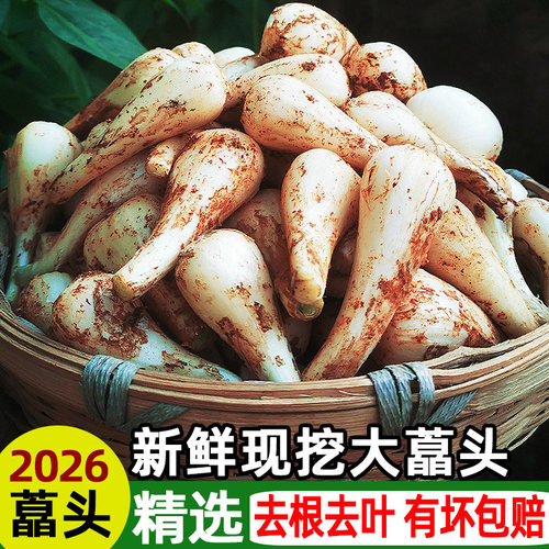食主题精选藠头农家现挖现发