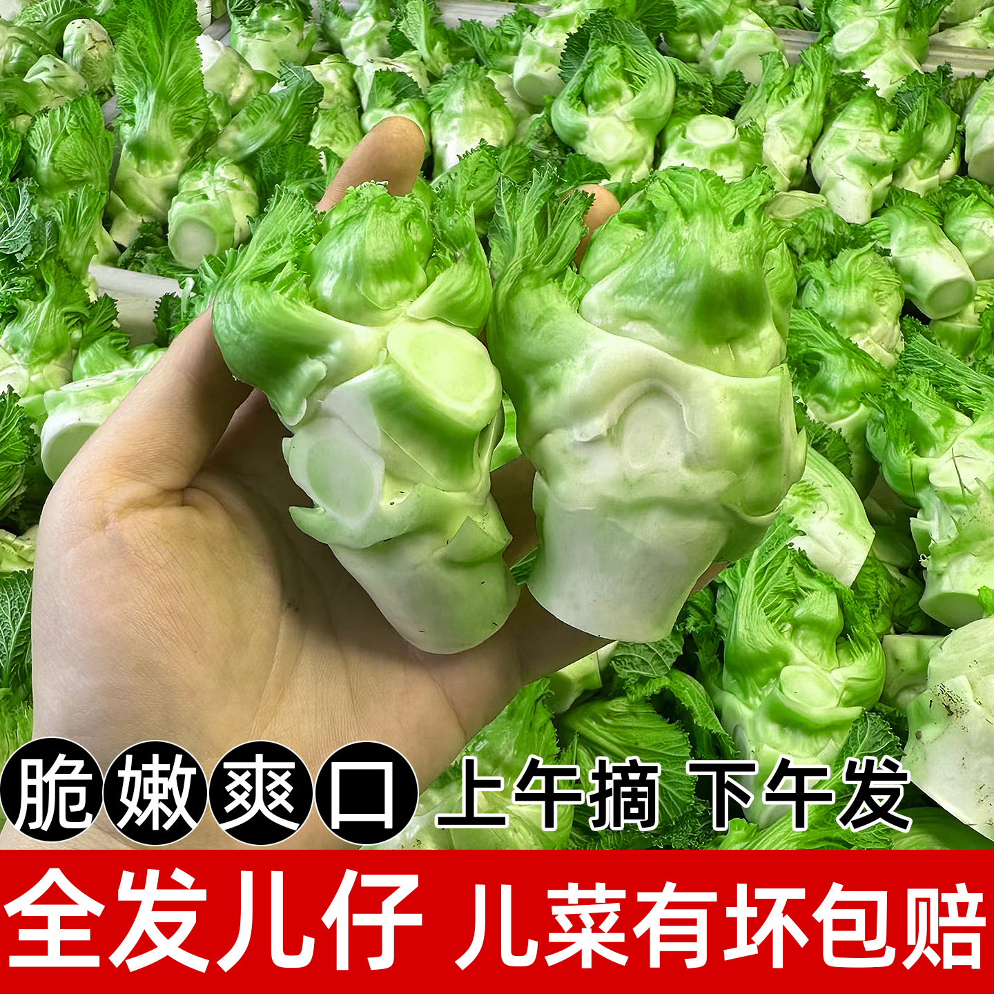 精选嫩儿菜，每天现摘现发