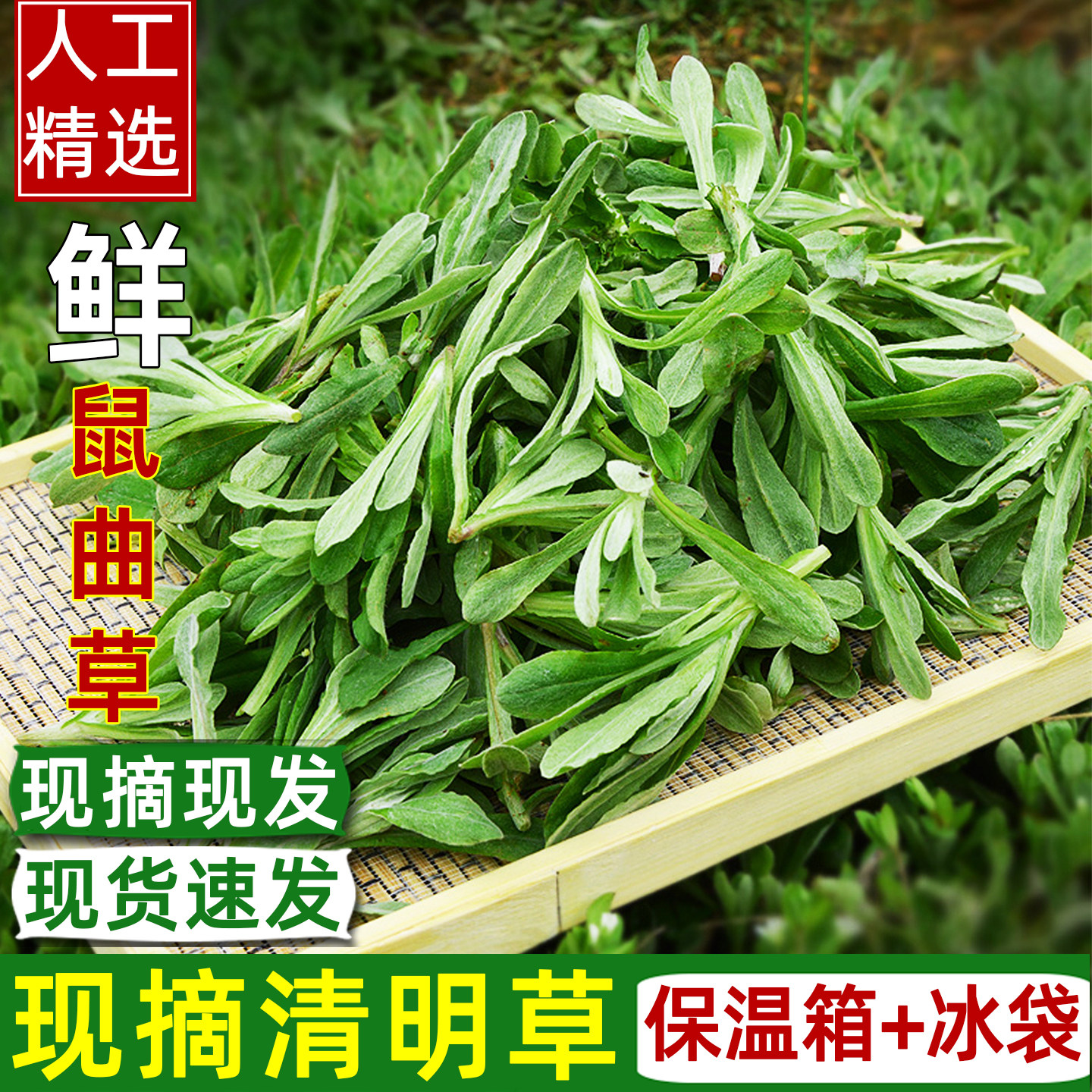 鼠曲草新鲜 现摘清明草粑粑野生青团佛耳绒毛草时令鲜野菜3斤鼠麴,水产肉类/新鲜蔬果/熟食,其它,淘宝优惠券,粉丝福利购,淘宝优惠卷
