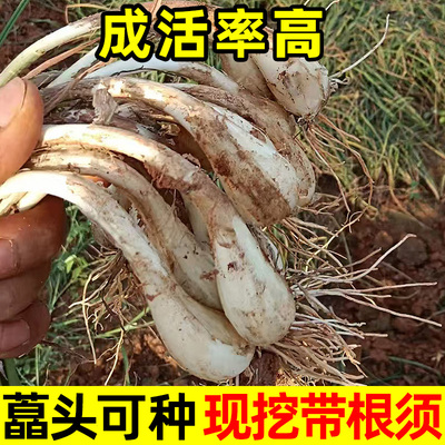 藠头可种农家无叶荞头现挖现发茭头新鲜蔬菜当季叫头薤白泡菜教头