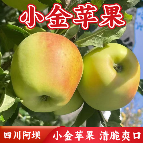 青苹果正宗阿坝州小金青苹果 青苹果四姑娘山高原新鲜水果青苹果