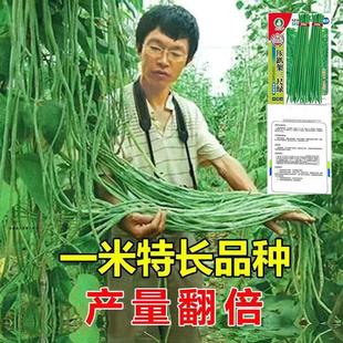 摘不败高产豇豆种子特长豇豆豆角高产春秋绿架豆蔬菜种子大全