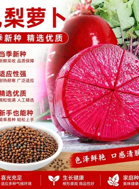 凤梨水果萝卜种子红皮红心