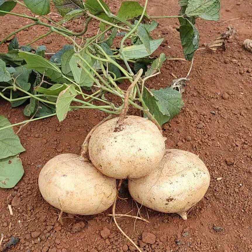 牧马山地瓜原装沙葛农家田园春夏季种植凉薯山白地瓜有机