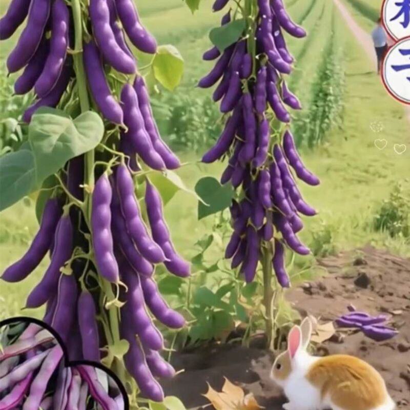 冻死鬼豆角种子耐寒耐热高产无筋豆角四季田园庭院豆角提纯种子