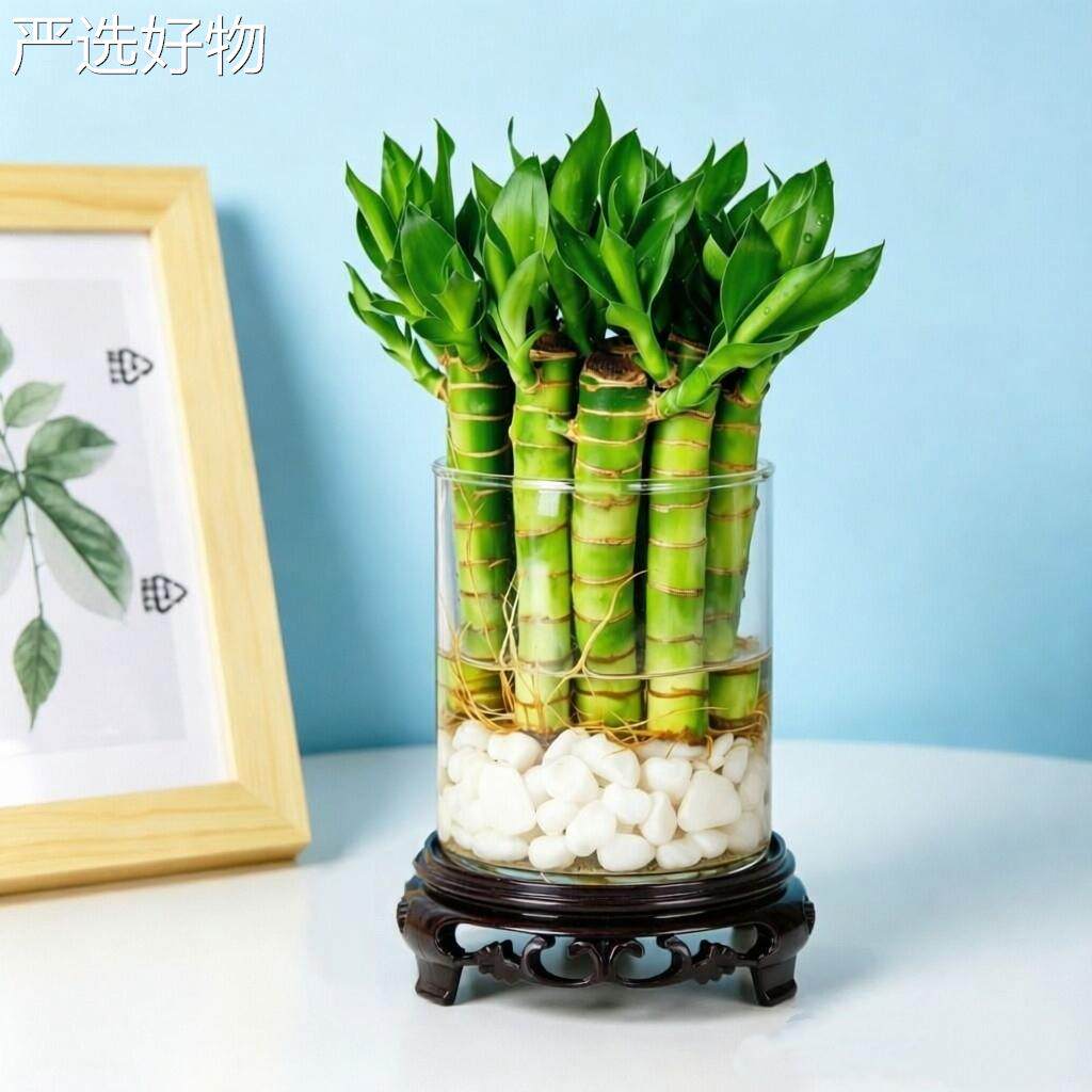 【全国包邮】粗款富贵竹培桌面植物植办水公室内书桌迷你小型矮胖