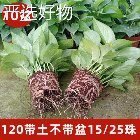 【全国包邮】绿萝盆栽内水培植吸甲醛净化空土培四季室气常物青长