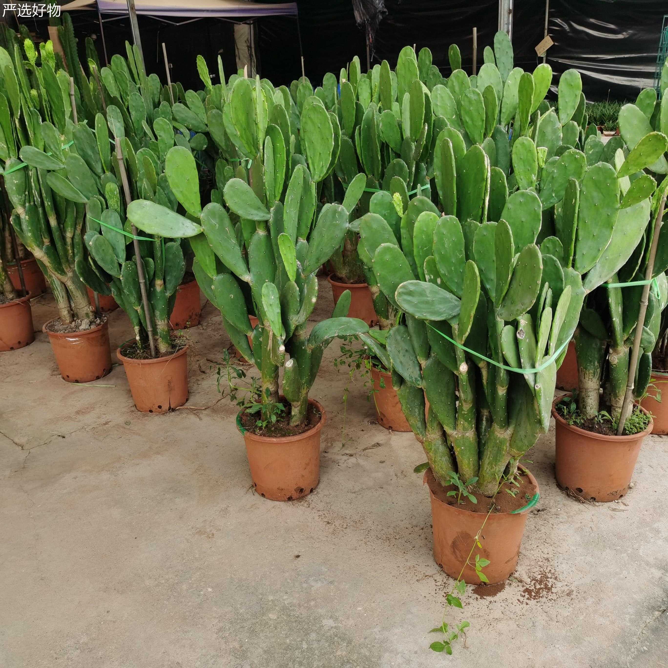 【严选好物】米热邦塔仙人多肉植物盆栽开花仙耐人掌科绿植耐掌寒