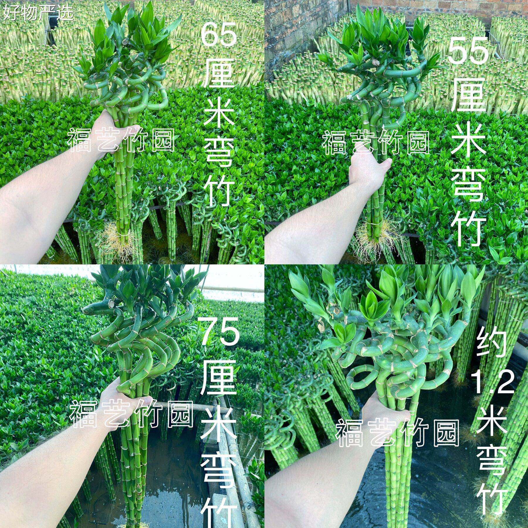 【严选好物】福艺大带竹根龙竹富贵植物转运竹弯竹开竹运直室内水
