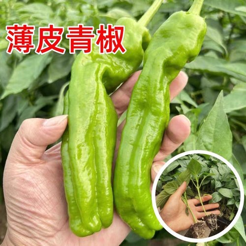 薄皮椒苗泡椒辣椒秧苗苏椒青椒麻椒种籽四季高产阳台盆栽蔬菜苗子