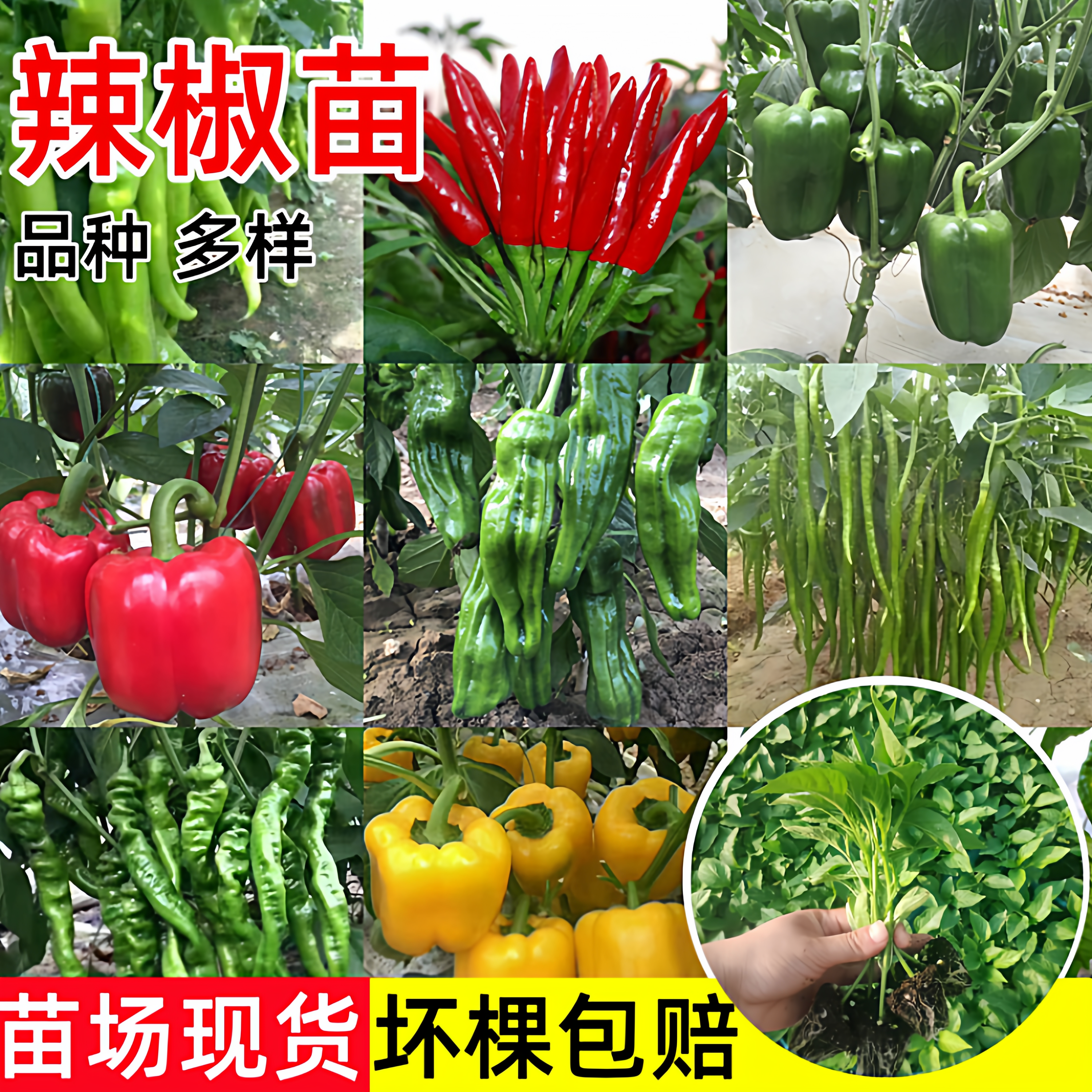 菜苗辣椒苗秧苗朝天椒苗线椒尖椒苗螺丝椒苗子阳台盆栽春季种籽苗,鲜花速递/花卉仿真/绿植园艺,种苗/半成品盆栽,淘宝优惠券,粉丝福利购,淘宝优惠卷