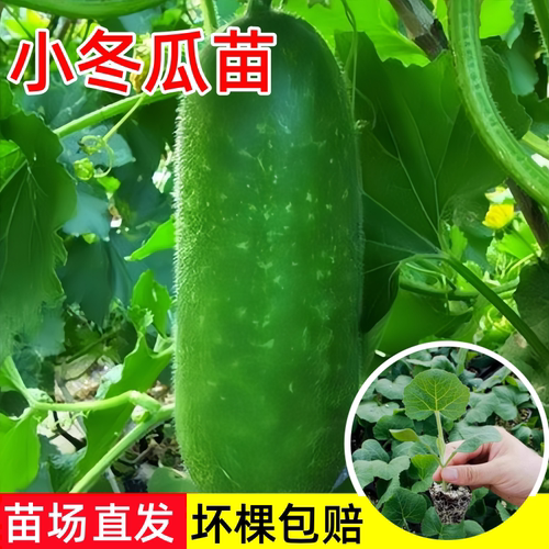 绿春小冬瓜苗早熟高产毛节瓜苗种