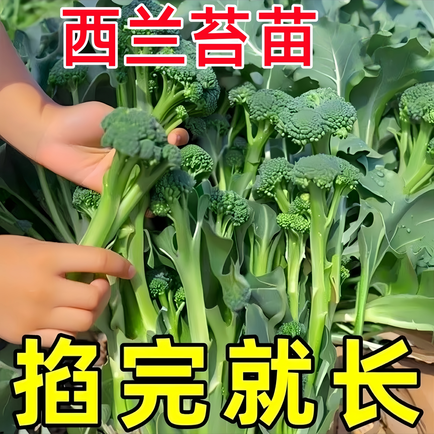 耐寒早熟西兰苔菜苗秋冬蔬菜秧苗
