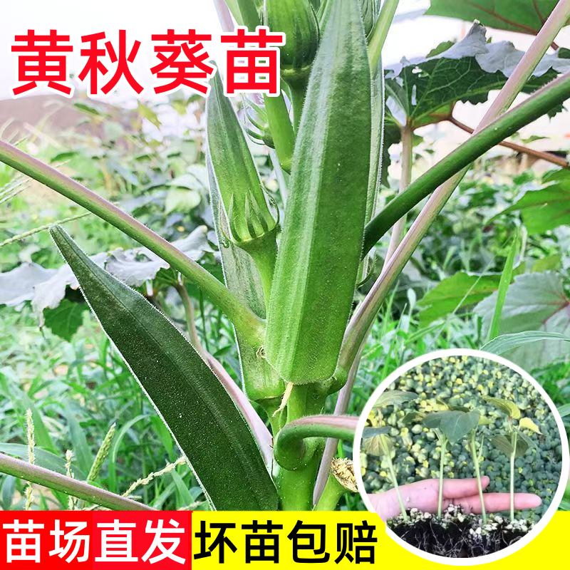 水果秋葵苗秧苗黄秋葵苗红秋葵种孑籽苗高产耐热四季阳台庭院菜苗