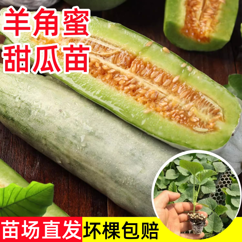 山东羊角蜜甜瓜种子苗秧苗正品瓜苗四季脆香瓜种籽孑苗南方秧子瓜