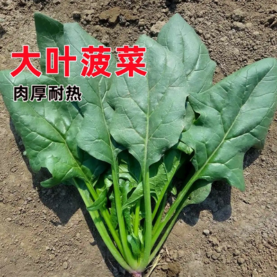 农家传统冬季红根阳台盆栽菠菜籽