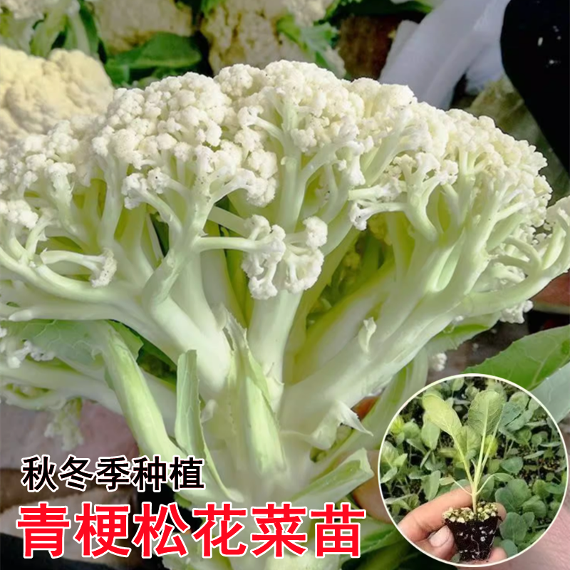 青梗松花菜苗秧高产四季种苗散花白菜花苗秋冬季花椰菜苗耐寒蔬菜