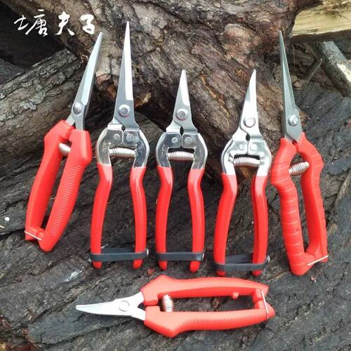 剪花枝剪刀修花 家用 园艺 葡萄桔子水果采果剪 园林工具树枝修枝