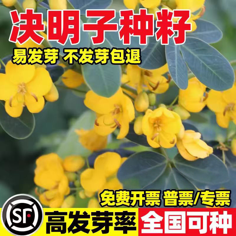 决明子种子材泡茶明目防蛇驱虫蛇灭门四季护坡固土灌木草种籽