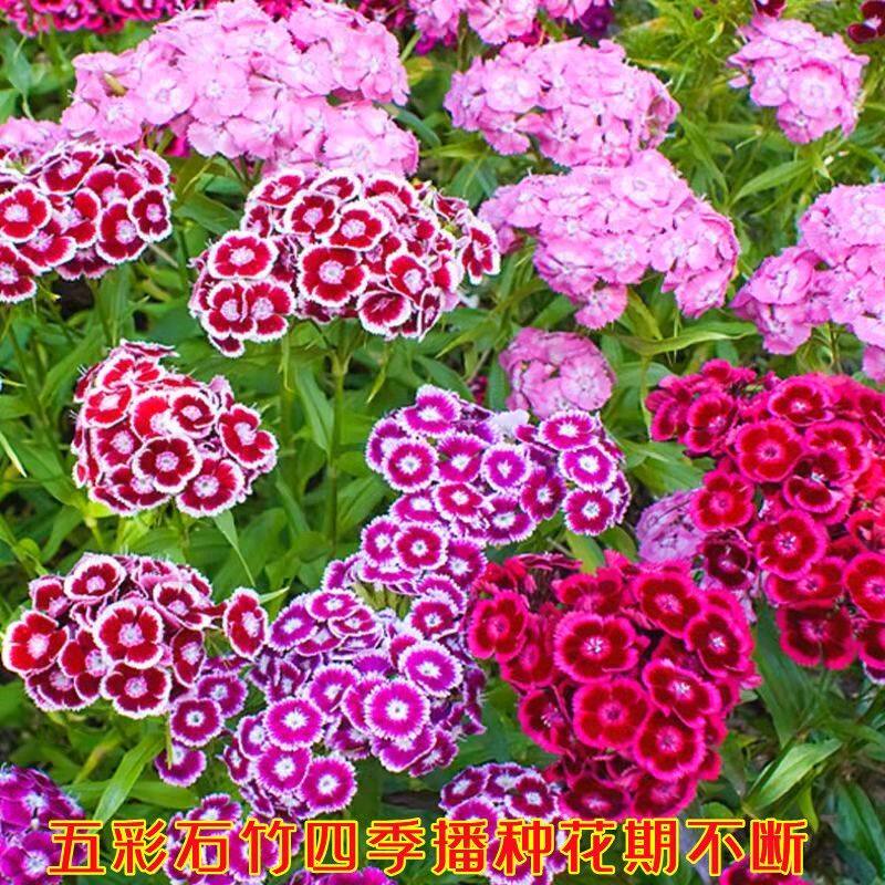 美国五彩石竹花种子常夏欧石竹四季庭院阳台盆栽须苞石竹花种籽孑