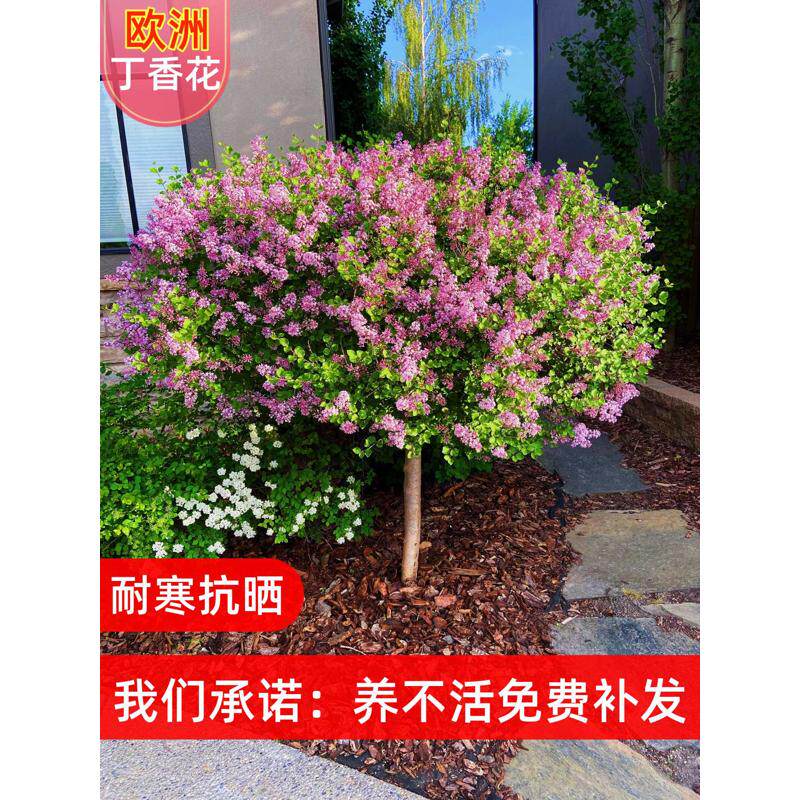 欧洲紫丁香花树苗浓香花卉盆栽室内庭院别墅绿化植物多年生风景树