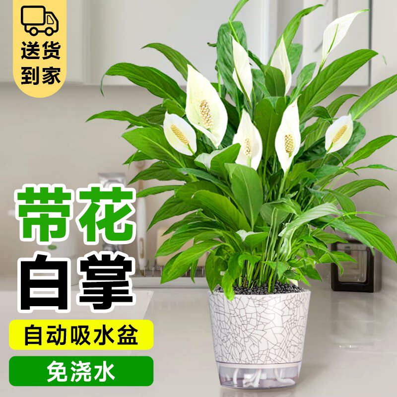 白掌绿植一帆风顺盆栽水培带办公室内火鹤花客厅植物桌面好养花卉