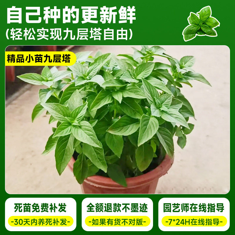 罗勒盆栽可食用九层塔金不换大叶薄荷迷迭香室内绿植盆栽驱蚊植物