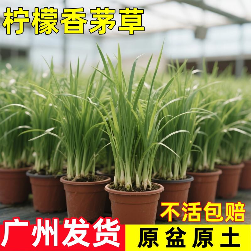 香茅草苗柠檬草盆栽新鲜可食用香草种子易活室内客厅阳台绿植植物
