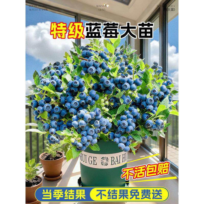 蓝莓树果苗盆栽特大号室内外蓝梅苗地栽阳台四季南北方种植果树苗