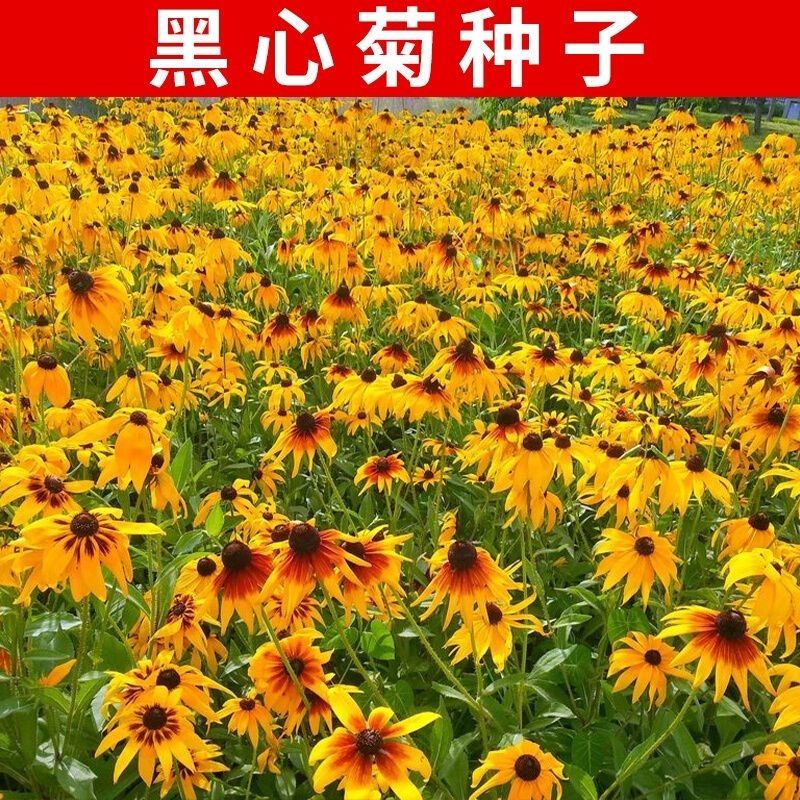 黑心菊种子花卉多年生草花种子易成活四季景观绿化庭院室外花籽