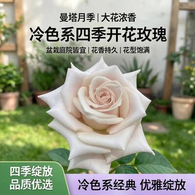 曼塔月季花苗大花浓香开花冷色系玫瑰四季可盆栽花卉玫瑰植物庭院