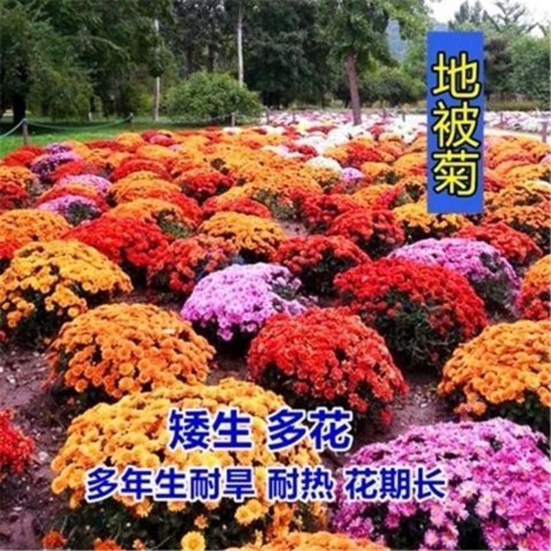 地被菊种子多年生耐寒庭院盆栽花卉菊花籽易活花种子四季阳台绿植