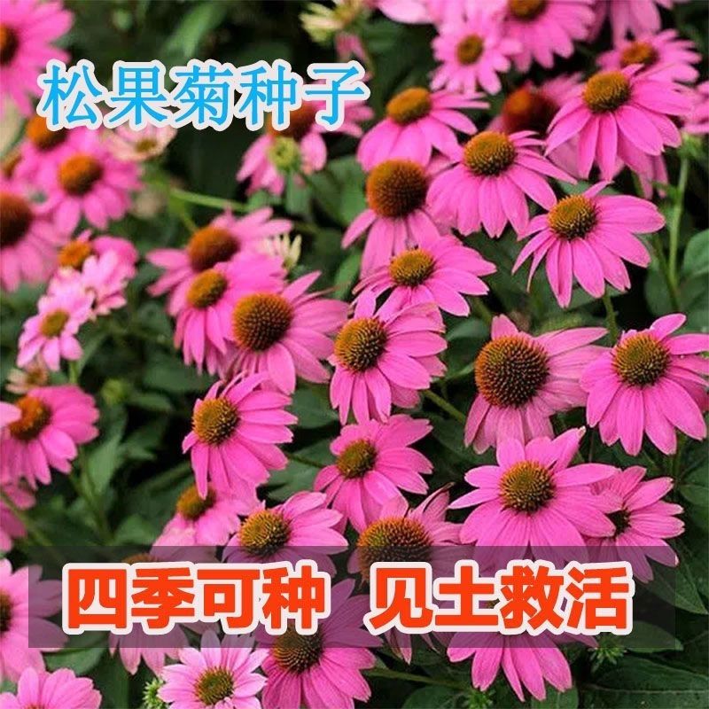 精品松果菊花种子新手易活四季多年宿根庭院绿化景观花园小雏菊