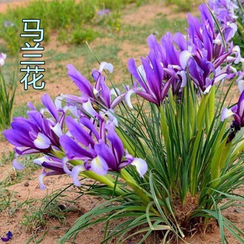 马兰花四季播种多年生宿根花草种子耐旱耐涝耐盐碱适应强花籽马莲