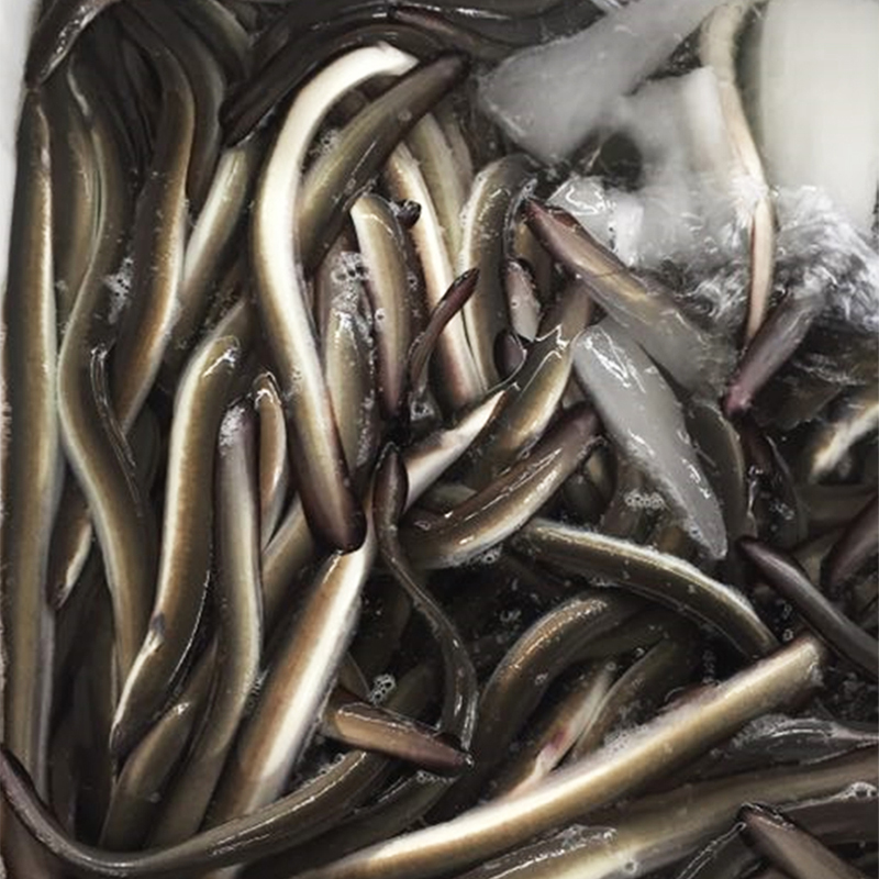 鲜活冷冻寿司店专用生猛淡水鳗鱼