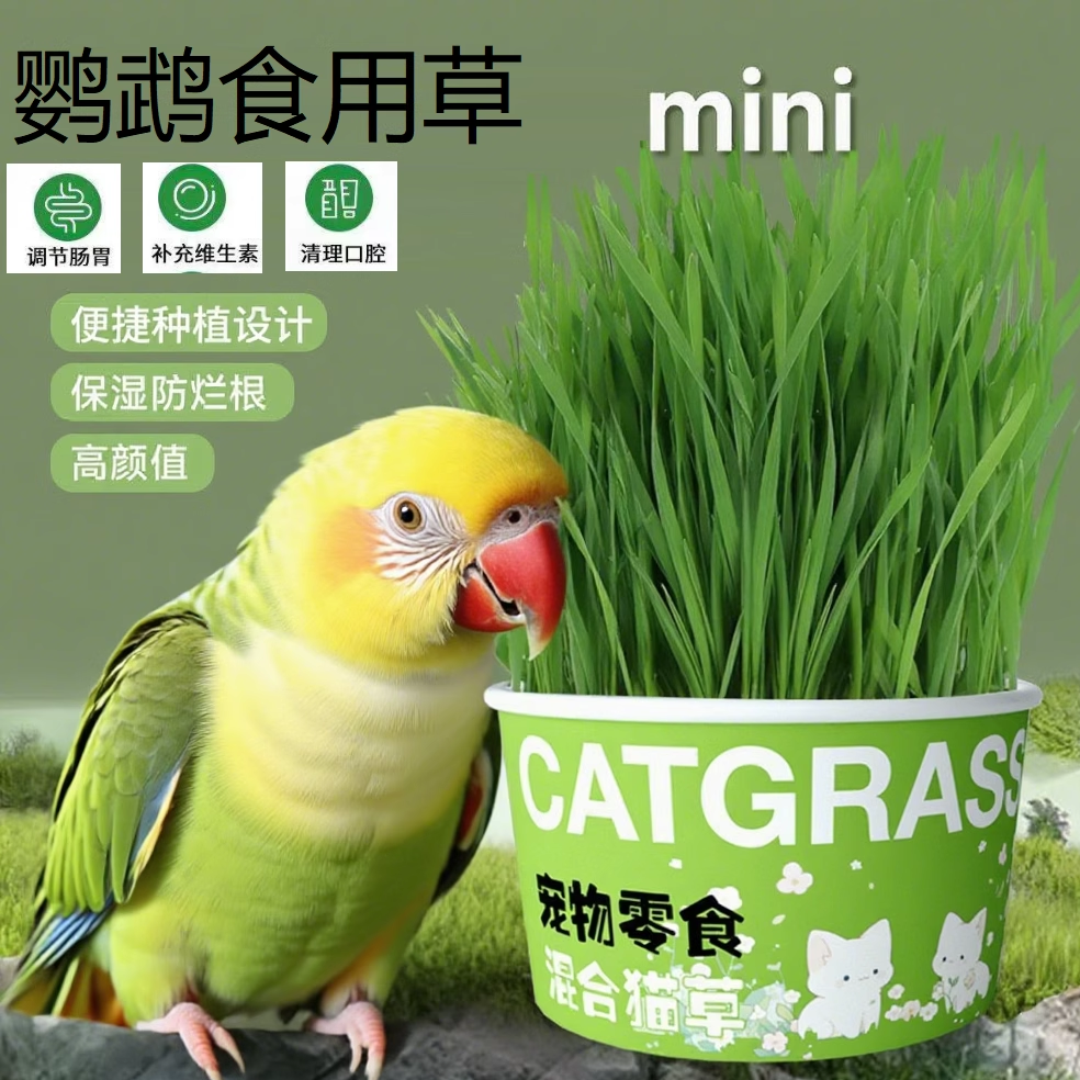 新鲜鹦鹉食用麦芽草鸟草鸟零食