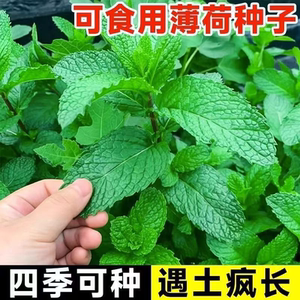 四季留兰香食用薄荷种子阳台