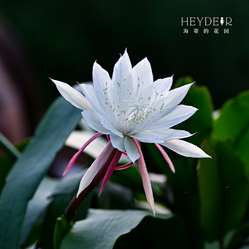 海蒂的花园耐阴昙花盆栽