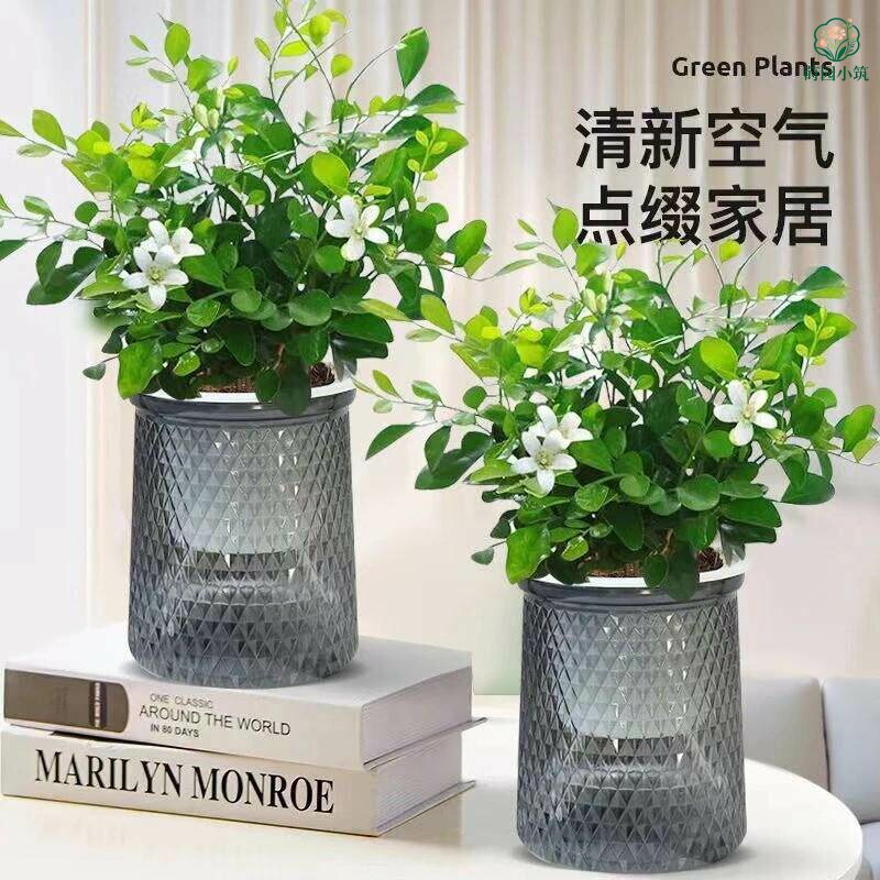 无花朵九里香水培植物盆栽室内客厅花卉绿植阳台驱蚊四季开花好养