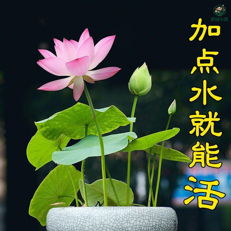 盆栽小荷花水培土培睡莲微莲观赏荷花花期长好养四季荷花