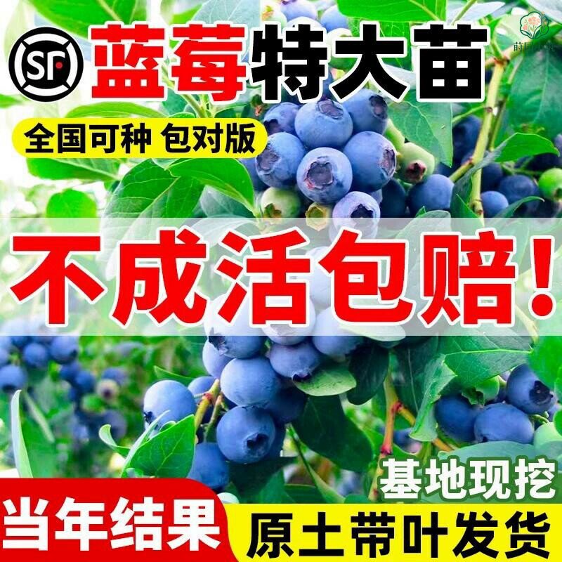 常绿蓝莓树果苗阳台盆栽四季果树苗特大蓝莓苗南北方室外种植当年
