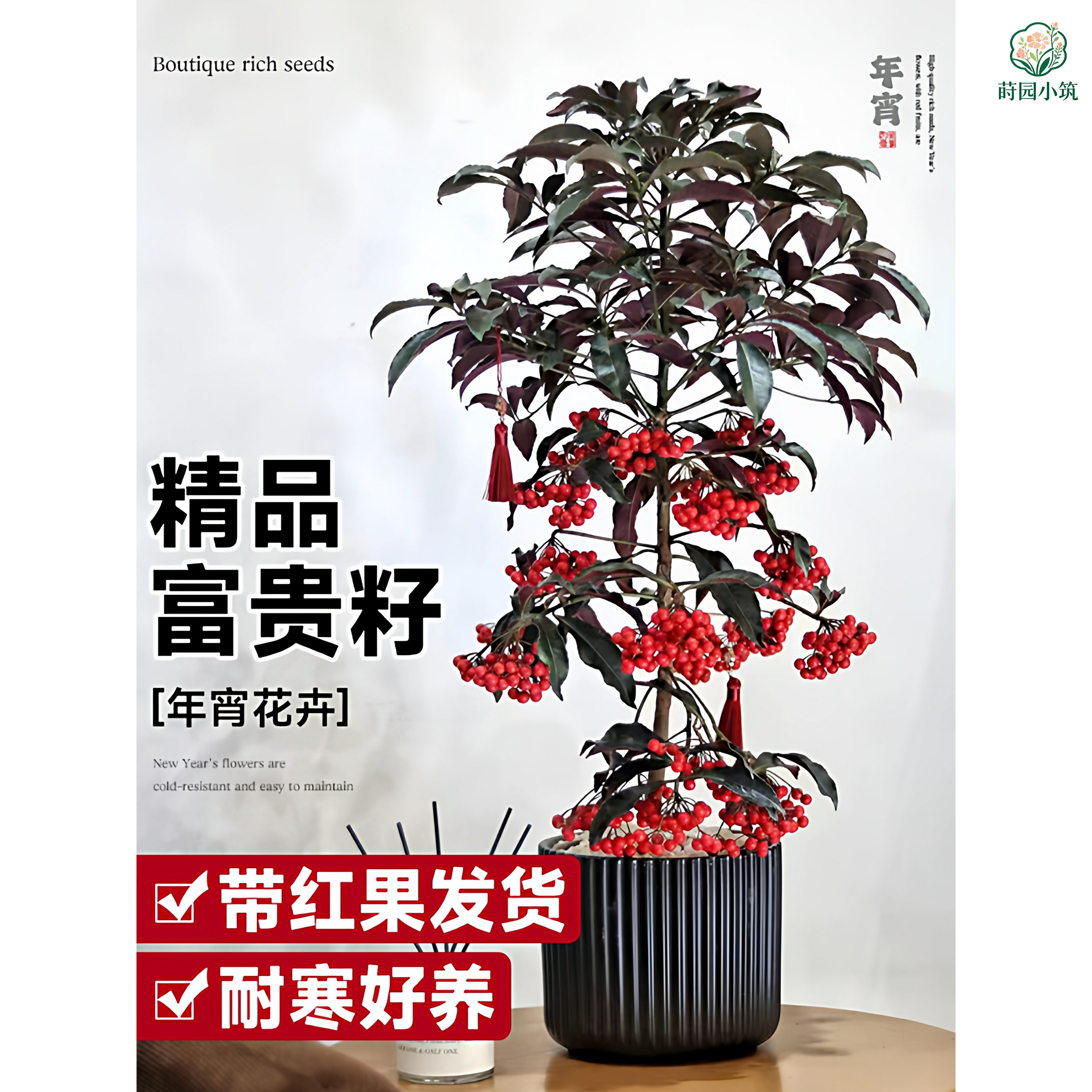 富贵籽盆栽带果富贵子金玉满堂黄金万两植物红果年宵花卉室内绿植