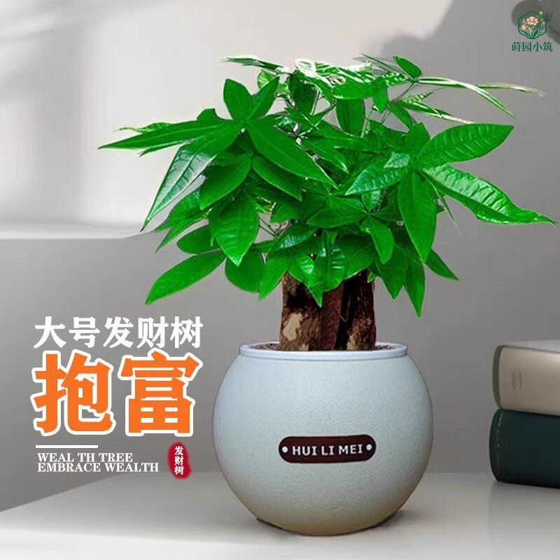 三杆发财树圆盆盆栽耐旱绿植办公桌绿色植物盆景招财树桌面绿植