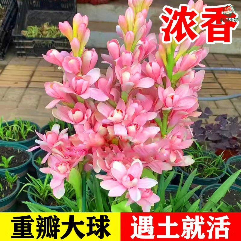 晚香玉种球重瓣大花球根夜来香浓香型多年生切花庭院阳台盆栽花卉