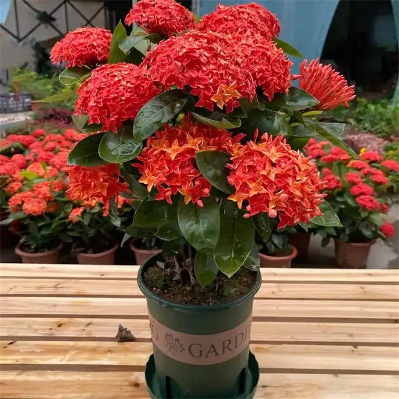 龙船花盆栽四季开花室外庭院阳台庭院水绣球花苗带花苞多年生花苗