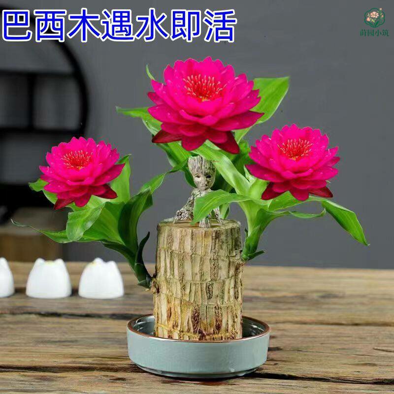 巴西木开花水养夏季懒人盆栽格鲁特幸运木室内绿植四季懒人特色花