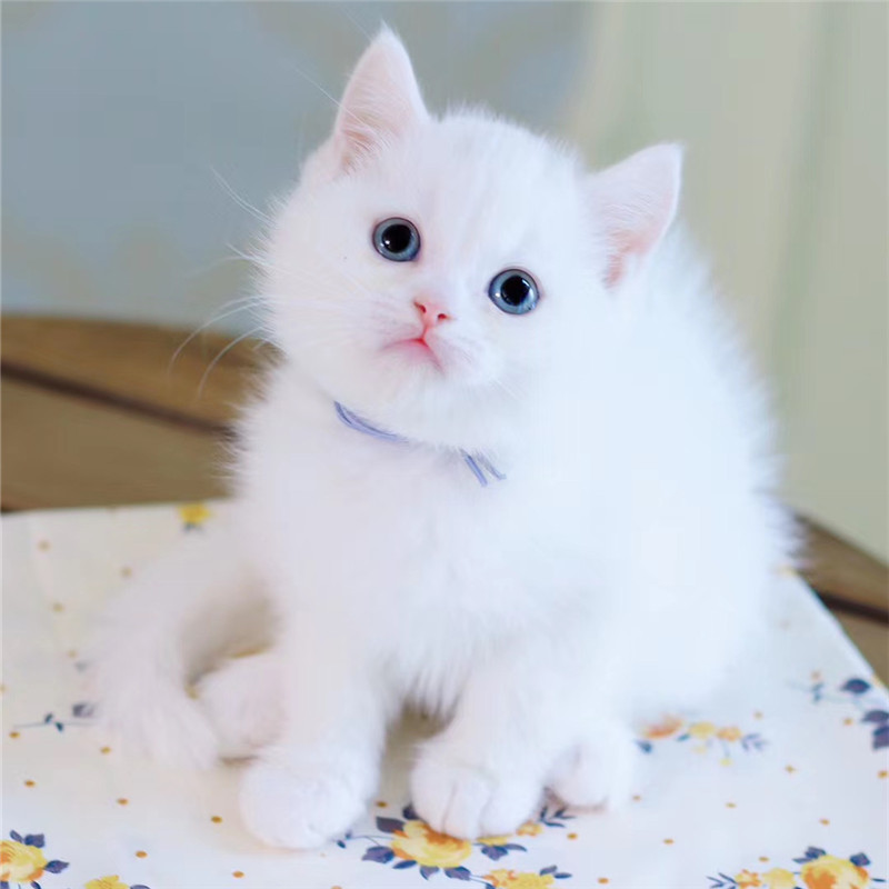 无偿领养纯白英短幼猫白猫小奶猫活体宠物猫咪活物小猫幼崽小宠猫